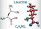 Leucine L- leucine, Leu, L molecule. It is essential amino acid. Structural chemical formula and molecule model