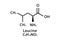 Leucine molecular structure. Leucine skeletal chemical formula. Chemical molecular formula vector illustration