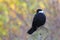 Leucism Blackbird