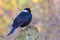 Leucism Blackbird part albino rare