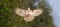 Leucistic albino red shouldered hawk flying with wings fully extended