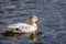 Leucistic albino white female mallard duck in the water