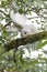 Leucistic Barred Owl