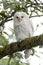 Leucistic Barred Owl