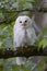 Leucistic Barred Owl