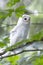 Leucistic Barred Owl