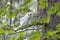 Leucistic Barred Owl