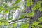 Leucistic Barred Owl