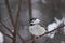 Leucistic Black Capped Chickadee