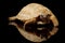 Leucistic Chaco tortoise