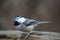 Leucistic Chickadee