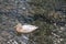 Leucistic female mallard duck Anas Platyrhynchos profile