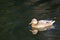 Leucistic female mallard duck Anas Platyrhynchos profile