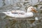 Leucistic female mallard duck with partial loss of pigmentation