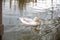 Leucistic female mallard duck with partial loss of pigmentation