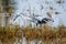 A leucistic little blue heron in a salt marsh