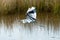 A leucistic little blue heron in a salt marsh