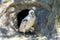 Leucistic Magellanic Penguin, spheniscus magellanicus, with mostly white coloring stands next to the entrance to the burrow