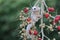 A leucistic sugar glider is looking for food.