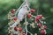 A leucistic sugar glider is looking for food.