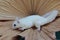 A leucistic sugar glider is looking for food on a palm leaf.