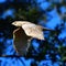 Leucistic white red shouldered hawk in flight