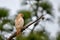 Leucistic white red shouldered hawk on long leaf pine branch