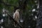 Leucistic white red shouldered hawk on long leaf pine vranch
