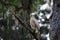 Leucistic white red shouldered hawk on long leaf pine vranch