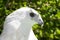 Leucistic White Red-Tailed Hawk