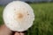 Leucoagaricus leucothites, white dapperling, or white Agaricus mushroom top view  in the hand on blurry green paddy field