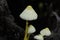 Leucocoprinus birnbaumii