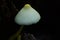 Leucocoprinus birnbaumii