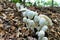 Leucocoprinus Cepaestipes Mushrooms