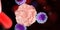 Leucocytes attacking a cancer cell