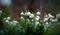 Leucojum aestivum