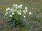 Leucojum aestivum with bell shape flowers