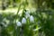 Leucojum aestivum in bloom, summer