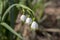 Leucojum Aestivum Flowers At Amsterdam The Netherlands 11-4-2022