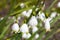 Leucojum aestivum `Gravetye Giant`