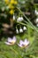 Leucojum aestivum summer snowflake bright white flowers in bloom on tall stem, loddon lily bulbous flowering plant