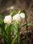 Leucojum flower in spring snowflake, Litovelske pomoravi, Czech republic