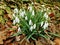 Leucojum flowers - signs of the spring, Poland