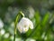 Leucojum snowflake blooming in the spring