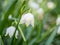 Leucojum snowflake blooming in the spring