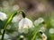 Leucojum snowflake blooming in the spring