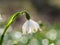 Leucojum snowflake blooming in the spring