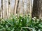 Leucojum snowflake flowers blooming in the spring