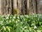 Leucojum snowflake flowers blooming in the spring