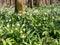 Leucojum snowflake flowers blooming in the spring